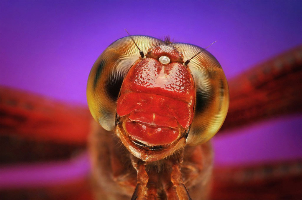 Picture 8 of Close up of the strange beauty of tiny animals