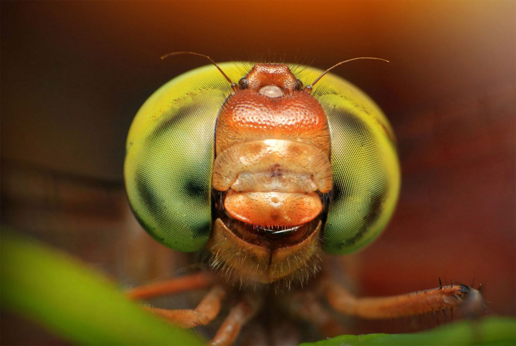 Picture 9 of Close up of the strange beauty of tiny animals