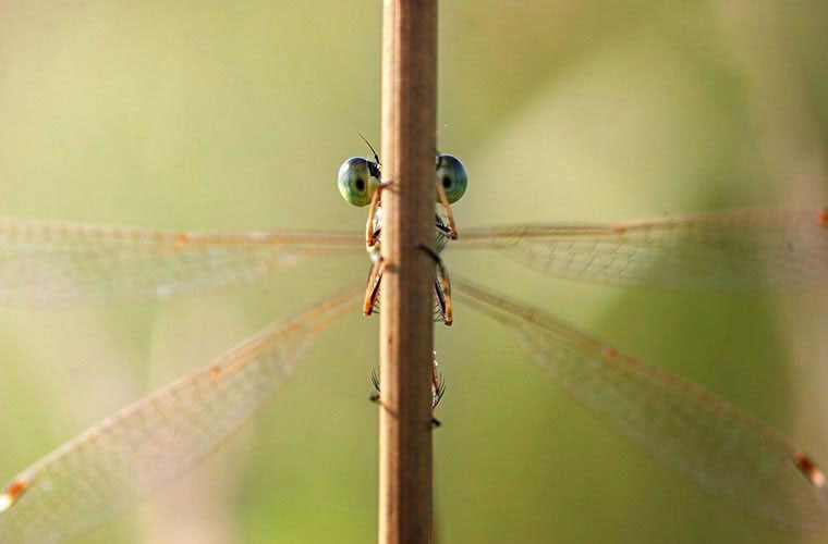 Picture 1 of Close up of the world of beautiful insects hard to imagine