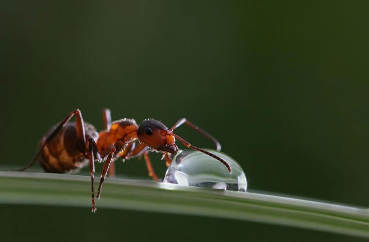 Picture 10 of Close up of the world of beautiful insects hard to imagine