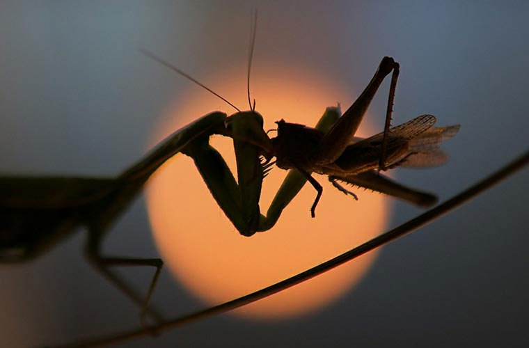 Picture 3 of Close up of the world of beautiful insects hard to imagine