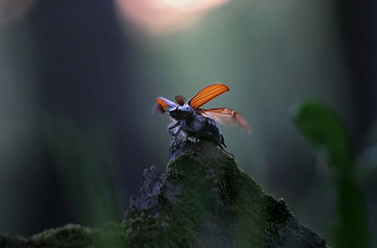 Picture 4 of Close up of the world of beautiful insects hard to imagine