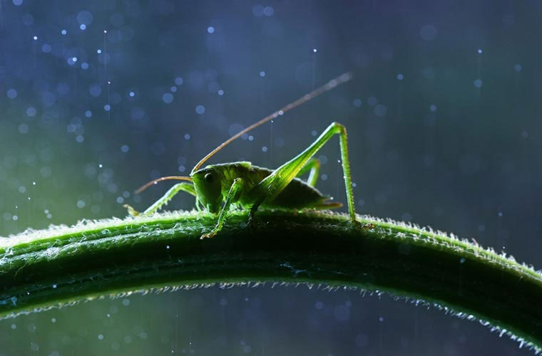 Picture 7 of Close up of the world of beautiful insects hard to imagine
