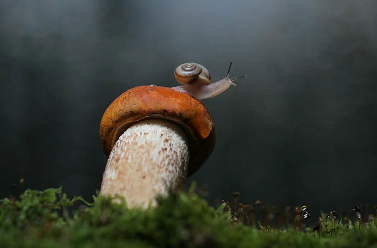 Picture 8 of Close up of the world of beautiful insects hard to imagine