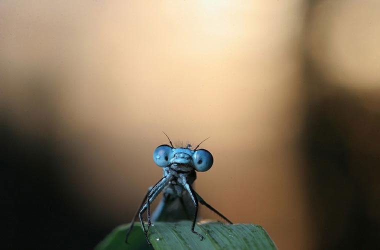 Picture 9 of Close up of the world of beautiful insects hard to imagine