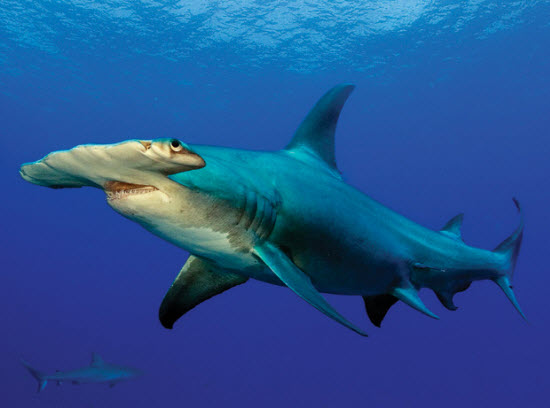 Picture 13 of Close up of the world's most dangerous sharks