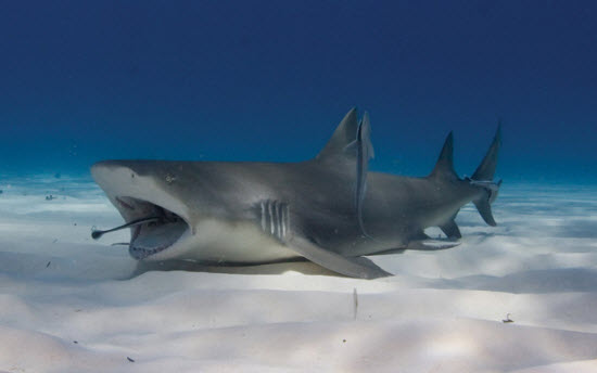 Picture 14 of Close up of the world's most dangerous sharks