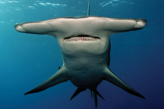 Picture 15 of Close up of the world's most dangerous sharks