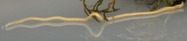 Picture 3 of Close up of the world's most multifaceted creature