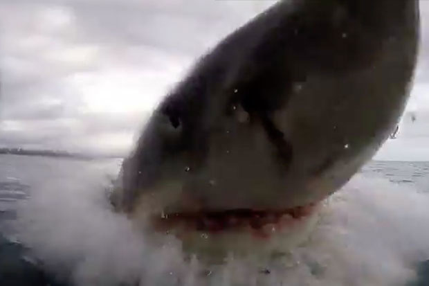 Picture 2 of Close up of white shark frantic attacks make visitors frightened