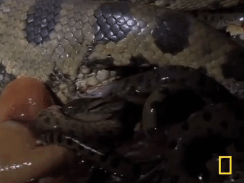 Picture 4 of Close-up of Anacoda's childbirth makes everyone shudder