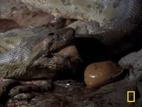 Picture 5 of Close-up of Anacoda's childbirth makes everyone shudder