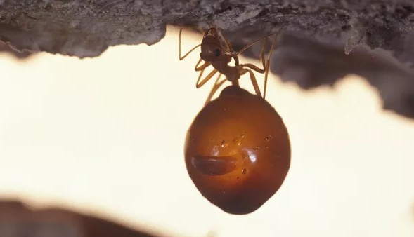 Picture 1 of Close-up of ant species possessing a huge 'beer belly'