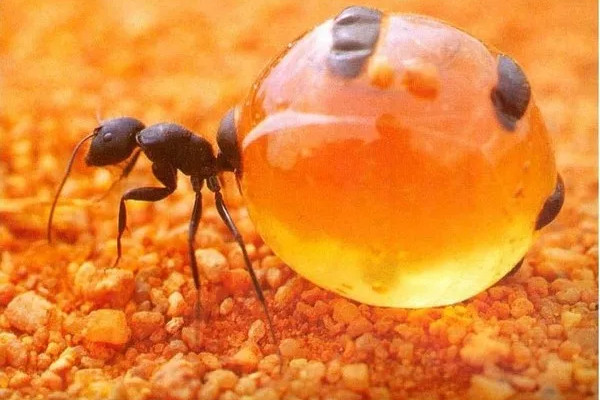 Picture 2 of Close-up of ant species possessing a huge 'beer belly'