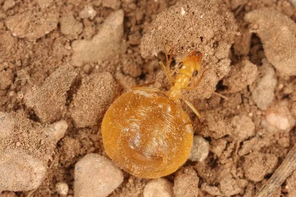 Picture 3 of Close-up of ant species possessing a huge 'beer belly'