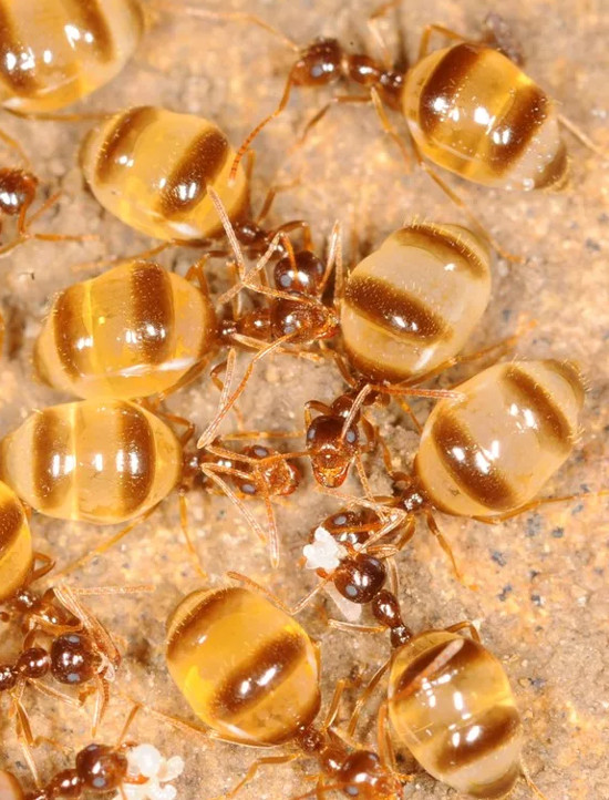 Picture 4 of Close-up of ant species possessing a huge 'beer belly'
