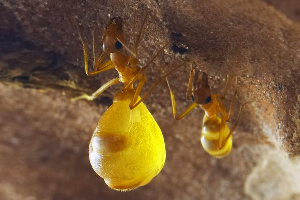 Picture 5 of Close-up of ant species possessing a huge 'beer belly'