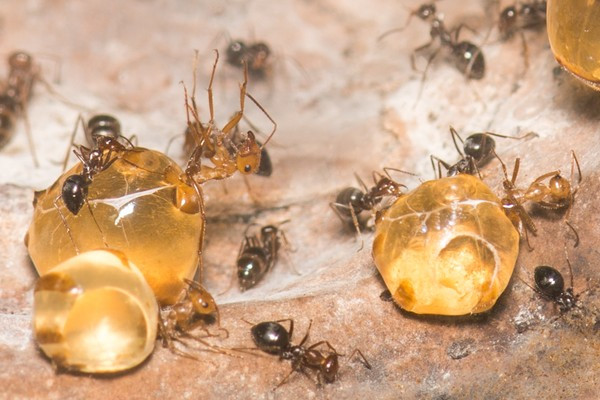 Picture 6 of Close-up of ant species possessing a huge 'beer belly'