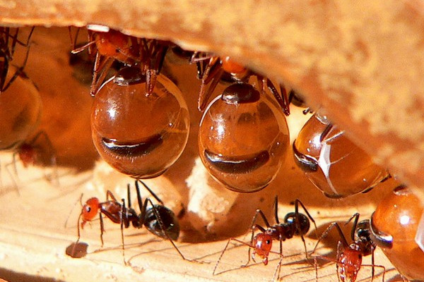 Picture 7 of Close-up of ant species possessing a huge 'beer belly'