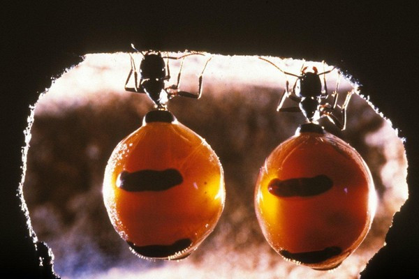 Picture 8 of Close-up of ant species possessing a huge 'beer belly'