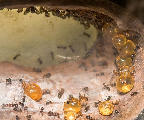 Picture 9 of Close-up of ant species possessing a huge 'beer belly'