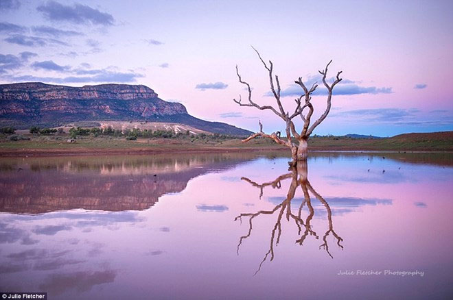 Picture 15 of Close-up of beautiful wild nature photos