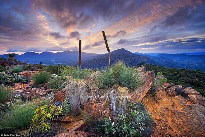 Picture 7 of Close-up of beautiful wild nature photos