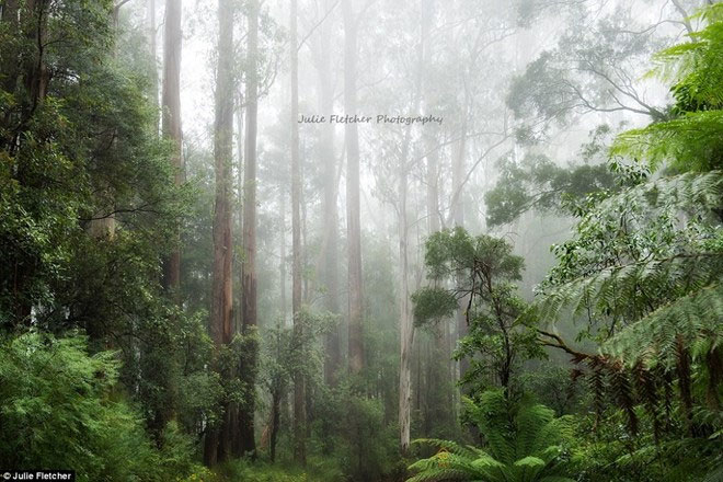 Picture 9 of Close-up of beautiful wild nature photos