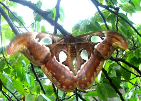 Picture 1 of Close-up of butterflies named in the Vietnam Red Book