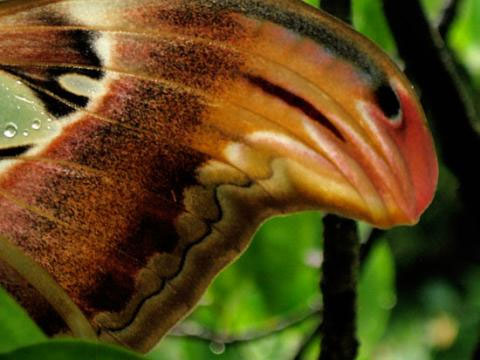 Picture 2 of Close-up of butterflies named in the Vietnam Red Book