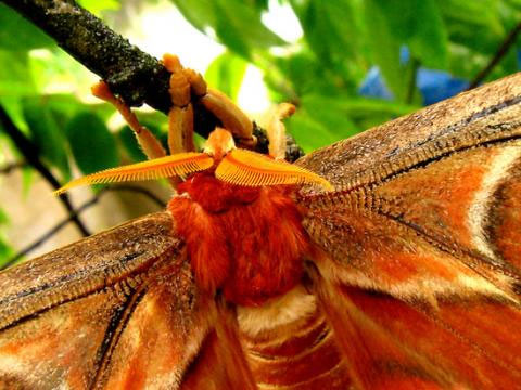 Picture 3 of Close-up of butterflies named in the Vietnam Red Book