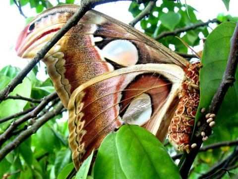 Picture 4 of Close-up of butterflies named in the Vietnam Red Book