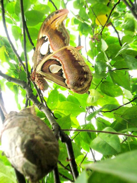 Picture 5 of Close-up of butterflies named in the Vietnam Red Book
