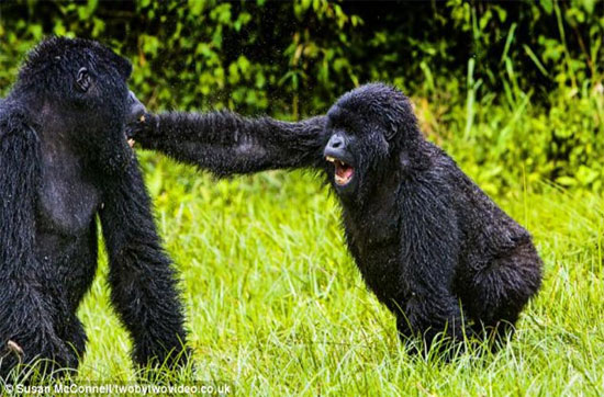 Picture 8 of Close-up of chimpanzees