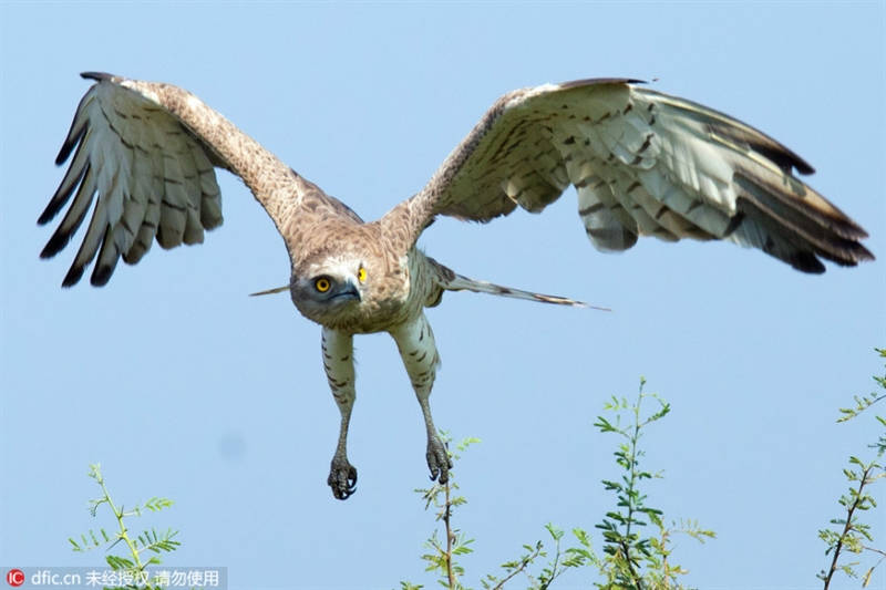 Picture 9 of Close-up of cobra fighting with the eagle