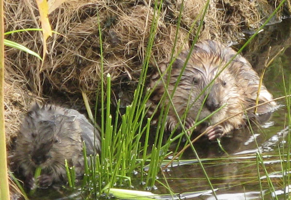 Close-up of dirty rats ensures everyone likes it images 4