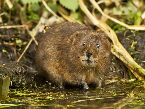 Close-up of dirty rats ensures everyone likes it images 6