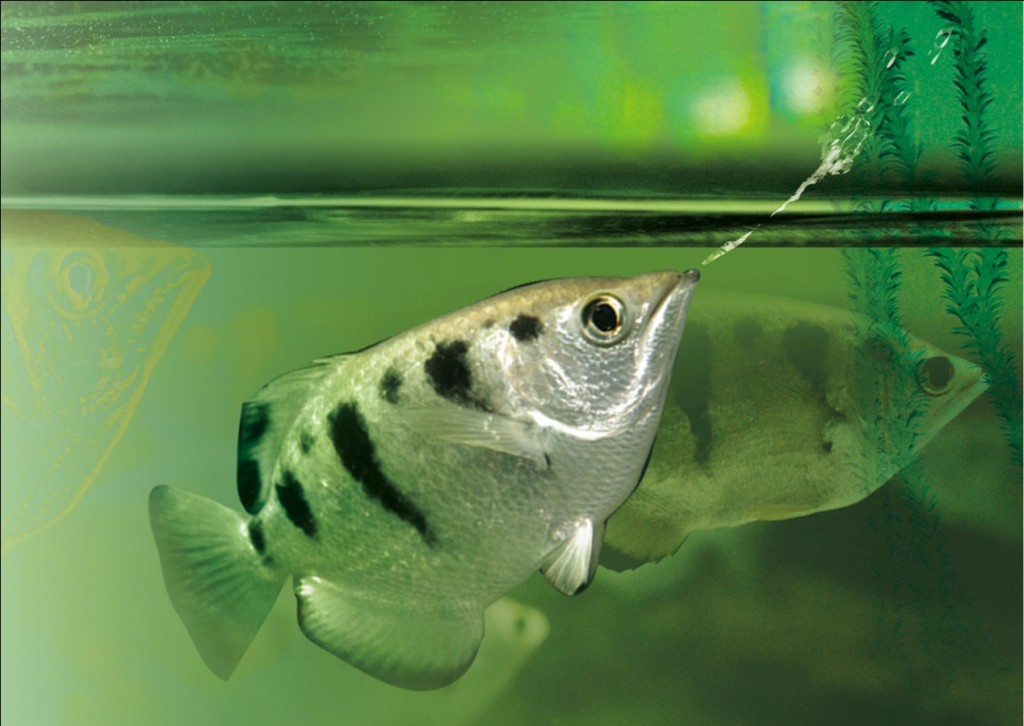 Picture 6 of Close-up of fish used 'water gun' shot down prey from 3 meters