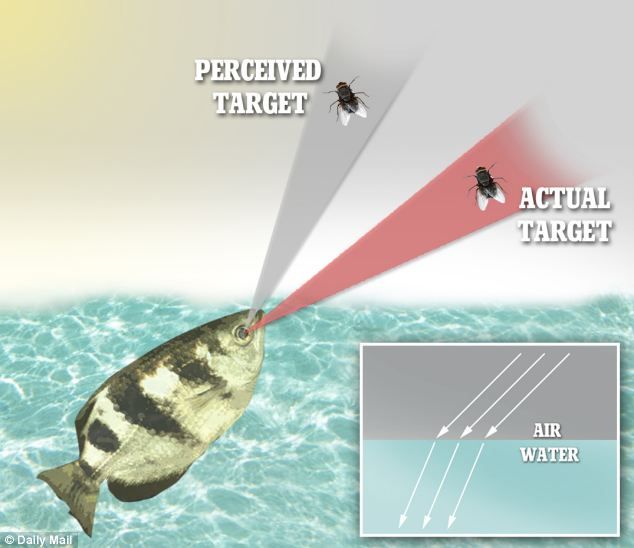 Picture 7 of Close-up of fish used 'water gun' shot down prey from 3 meters