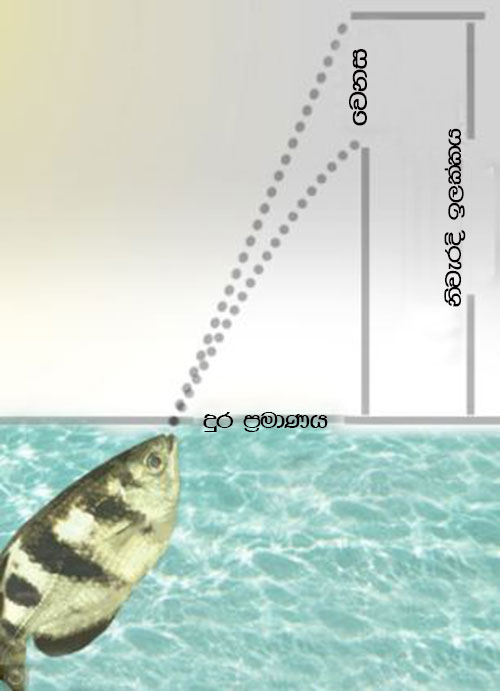 Picture 8 of Close-up of fish used 'water gun' shot down prey from 3 meters