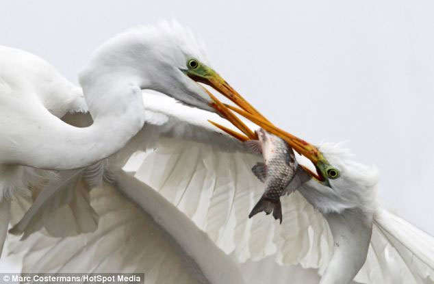 Picture 1 of Close-up of hungry birds fighting for prey