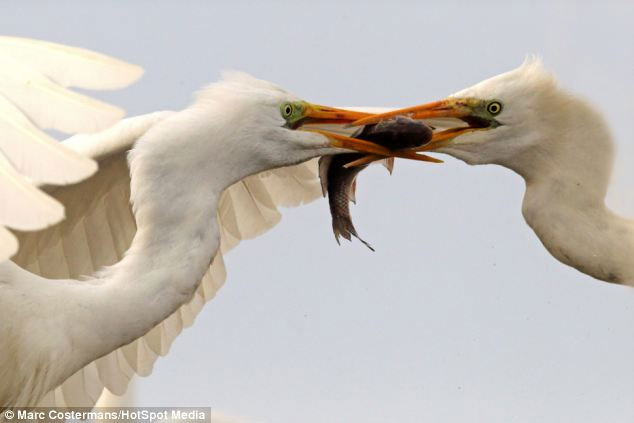 Picture 2 of Close-up of hungry birds fighting for prey