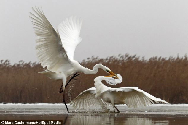 Picture 3 of Close-up of hungry birds fighting for prey