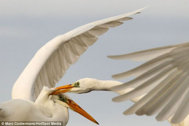 Picture 4 of Close-up of hungry birds fighting for prey