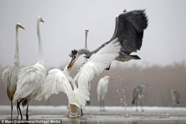 Picture 5 of Close-up of hungry birds fighting for prey