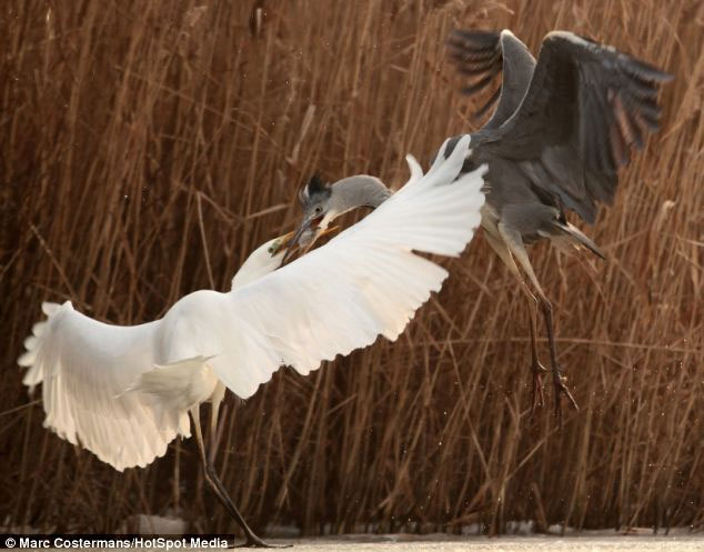 Picture 6 of Close-up of hungry birds fighting for prey