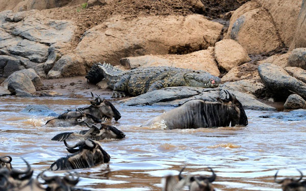 Picture 2 of Close-up of 'hungry' party of hungry crocodiles