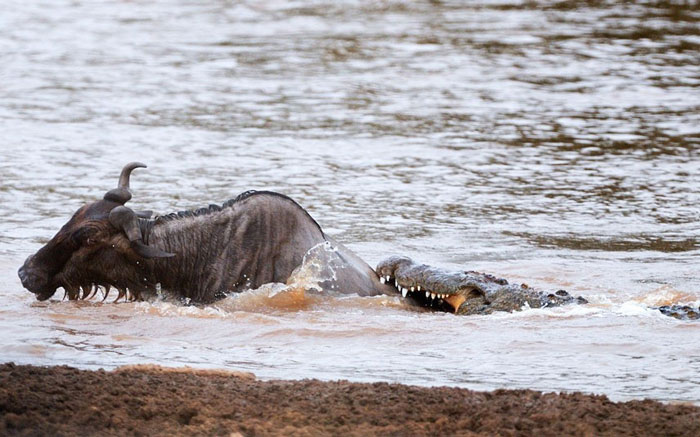 Picture 3 of Close-up of 'hungry' party of hungry crocodiles