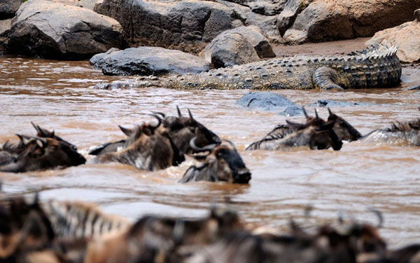 Picture 4 of Close-up of 'hungry' party of hungry crocodiles