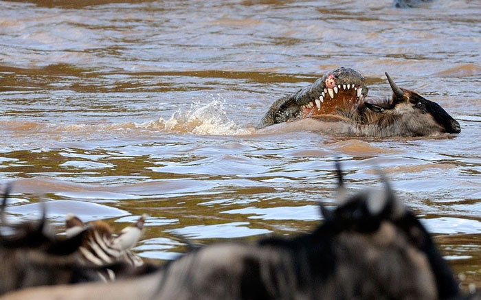 Picture 5 of Close-up of 'hungry' party of hungry crocodiles